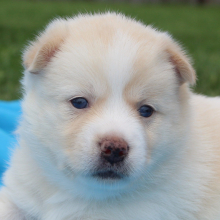 Pomsky Puppy Sylvia