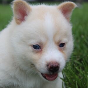 Pomsky Puppy Sylvia
