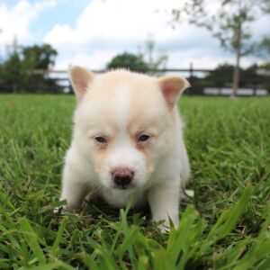 Pomsky Puppy Sylvia
