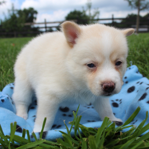 Pomsky Puppy Sylvia