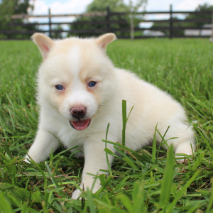 Pomsky Puppy Sylvia