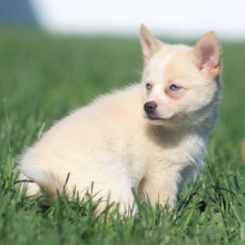 Pomsky Puppy Sylvia