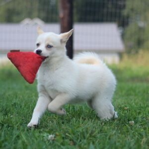 Pomsky Puppy Sonya