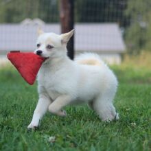 Pomsky Puppy Sonya