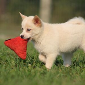 Pomsky Puppy Sonya