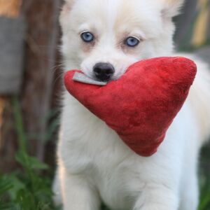 Pomsky Puppy Sonya
