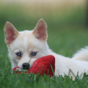 Pomsky Puppy Sonya