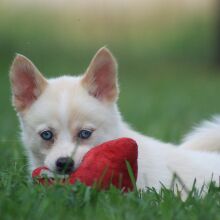 Pomsky Puppy Sonya