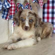 Australian Shepherd Puppy Cedar