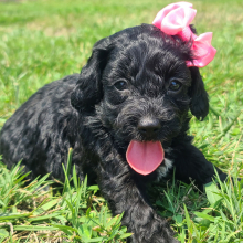 Cockapoo Puppy Bernice