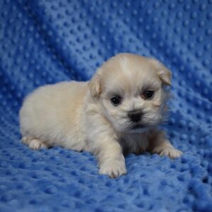 Mal-Shi Puppy Gunner