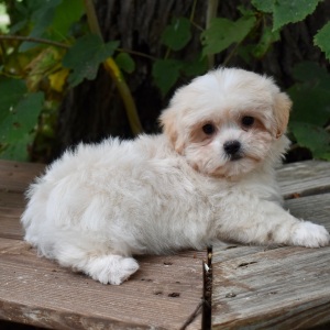 Mal-Shi Puppy Gunner