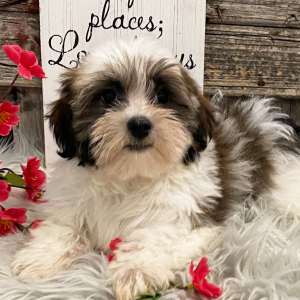 Havanese Puppy Montana