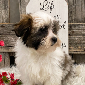 Havanese Puppy Montana