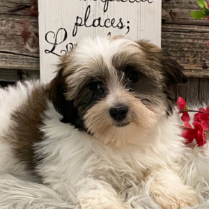 Havanese Puppy Montana
