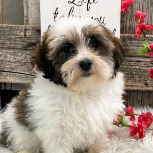 Havanese Puppy Montana