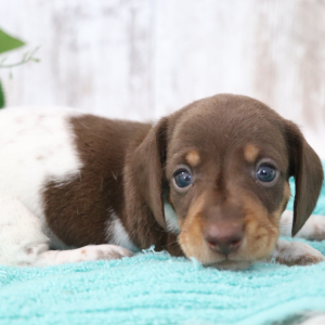 Dachshund Puppy Saturn