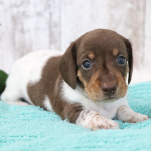 Dachshund Puppy Saturn