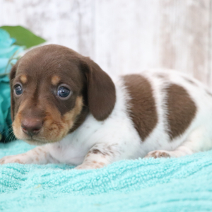 Dachshund Puppy Saturn