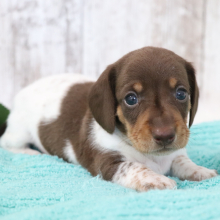 Dachshund Puppy Saturn