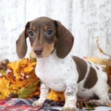 Dachshund Puppy Saturn