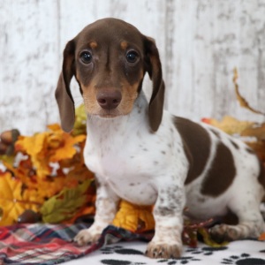 Dachshund Puppy Saturn