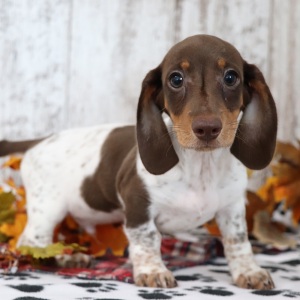 Dachshund Puppy Saturn