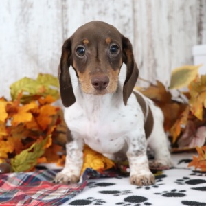 Dachshund Puppy Saturn