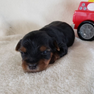 Yorkshire Terrier Puppy Kenny