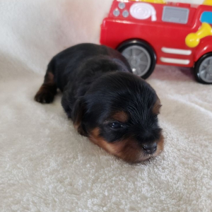 Yorkshire Terrier Puppy Kenny