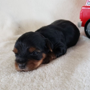 Yorkshire Terrier Puppy Kenny