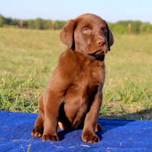 Labrador Retriever Puppy Missy