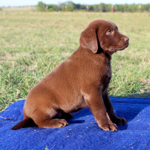 Labrador Retriever Puppy Missy