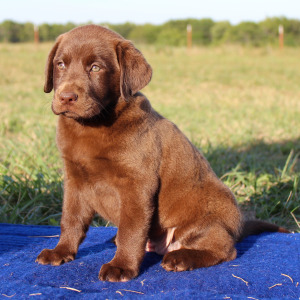 Labrador Retriever Puppy Missy