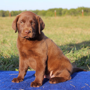 Labrador Retriever Puppy Missy