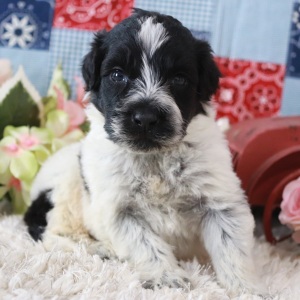 Portuguese Water Dog Puppy Smoky