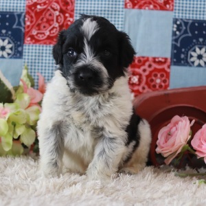 Portuguese Water Dog Puppy Smoky