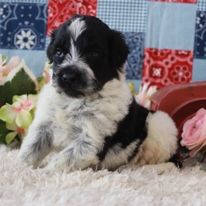 Portuguese Water Dog Puppy Smoky