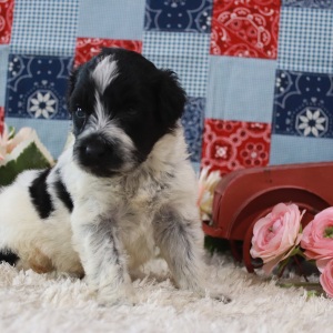 Portuguese Water Dog Puppy Smoky