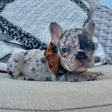 French Bulldog Puppy Puzzle