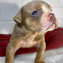 Bulldog Puppy Simba