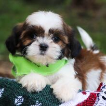 Shih Tzu Puppy Ash