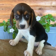 Beagle Puppy Roxi