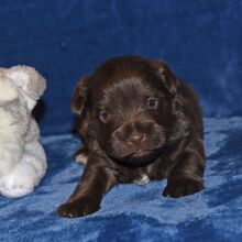 Miniature Schnauzer Puppy Axle