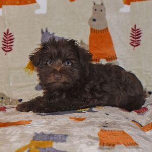 Miniature Schnauzer Puppy Axle