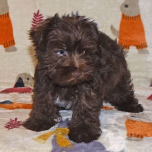 Miniature Schnauzer Puppy Axle
