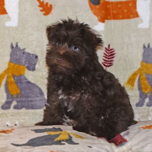 Miniature Schnauzer Puppy Axle