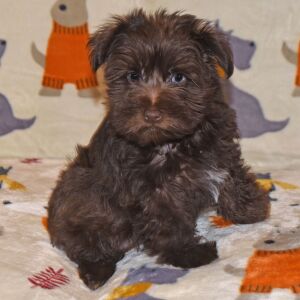 Miniature Schnauzer Puppy Axle