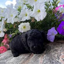 Maltipoo Puppy Max