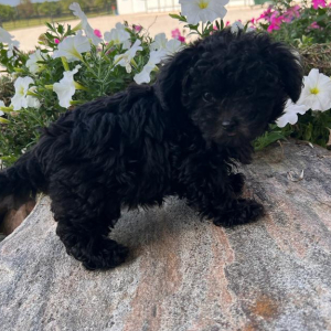 Maltipoo Puppy Max